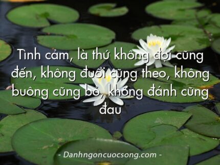 Tình cảm, là thứ không đợi cũng đến, không đuổi cũng theo, không buông cũng bỏ, không đánh cũng đau