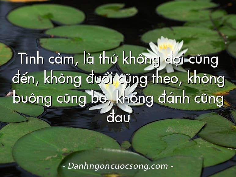 Tình cảm, là thứ không đợi cũng đến, không đuổi cũng theo, không buông cũng bỏ, không đánh cũng đau