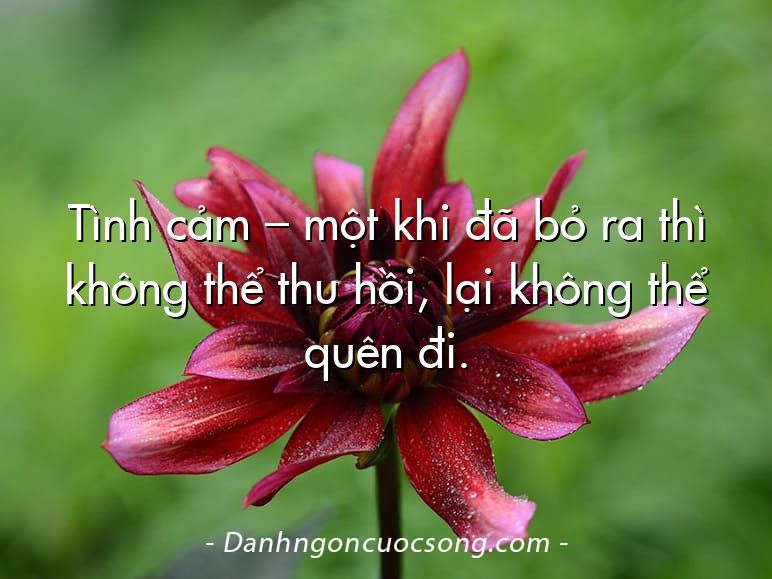 Tình cảm – một khi đã bỏ ra thì không thể thu hồi, lại không thể quên đi.