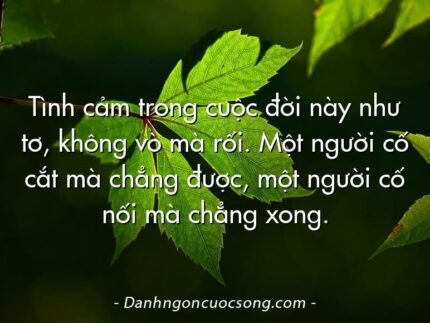 Tình cảm trong cuộc đời này như tơ, không vò mà rối. Một người cố cắt mà chẳng được, một người cố nối mà chẳng xong.