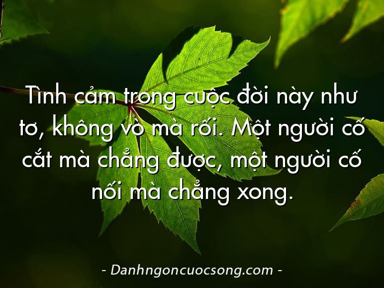 Tình cảm trong cuộc đời này như tơ, không vò mà rối. Một người cố cắt mà chẳng được, một người cố nối mà chẳng xong.