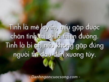 Tình là mê luyến, nếu gặp được chân tình thì sẽ là thiên đường. Tình là bi ai, nếu không gặp đúng người thì đau đến xương tủy.