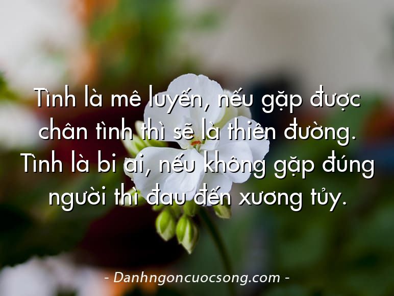 Tình là mê luyến, nếu gặp được chân tình thì sẽ là thiên đường. Tình là bi ai, nếu không gặp đúng người thì đau đến xương tủy.