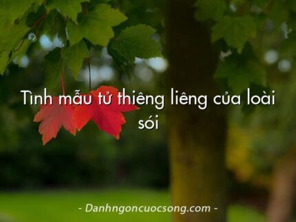 Tình mẫu tử thiêng liêng của loài sói