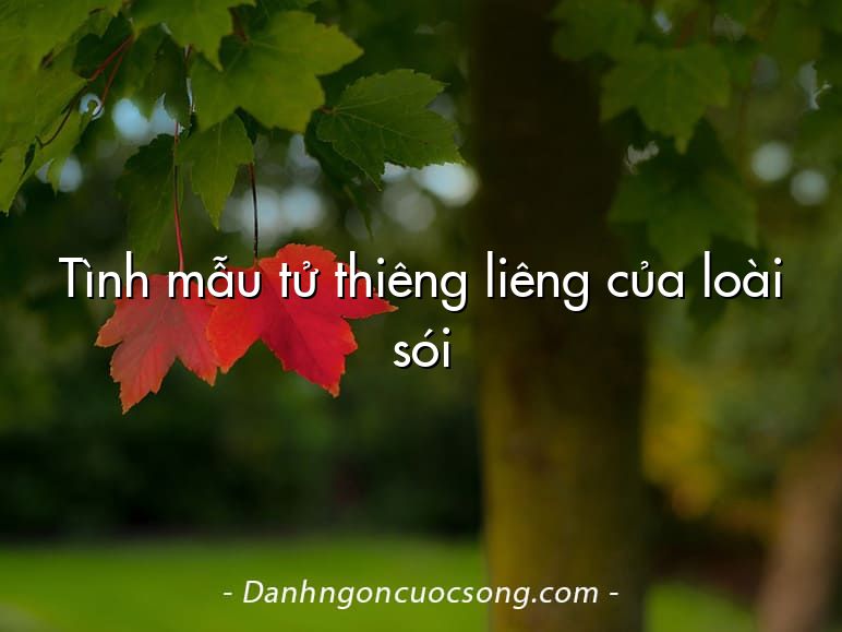 Tình mẫu tử thiêng liêng của loài sói