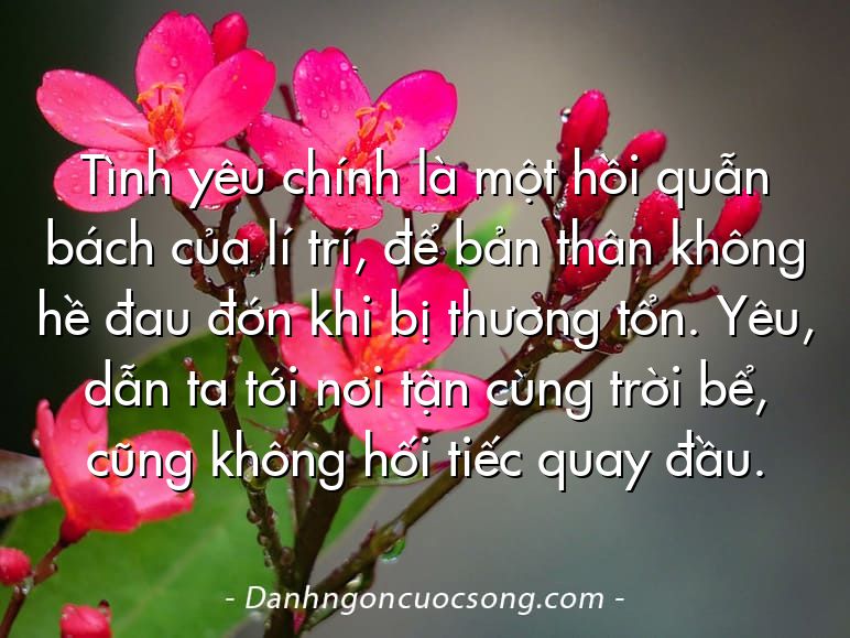 Tình yêu chính là một hồi quẫn bách của lí trí, để bản thân không hề đau đớn khi bị thương tổn. Yêu, dẫn ta tới nơi tận cùng trời bể, cũng không hối tiếc quay đầu.