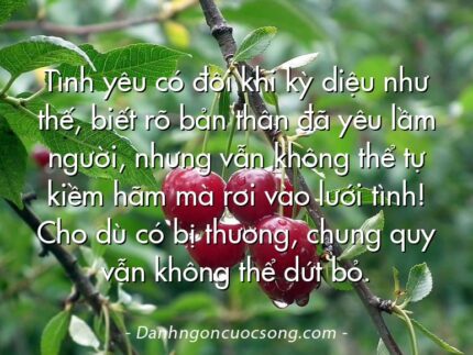 Tình yêu có đôi khi kỳ diệu như thế, biết rõ bản thân đã yêu lầm người, nhưng vẫn không thể tự kiềm hãm mà rơi vào lưới tình! Cho dù có bị thương, chung quy vẫn không thể dứt bỏ.