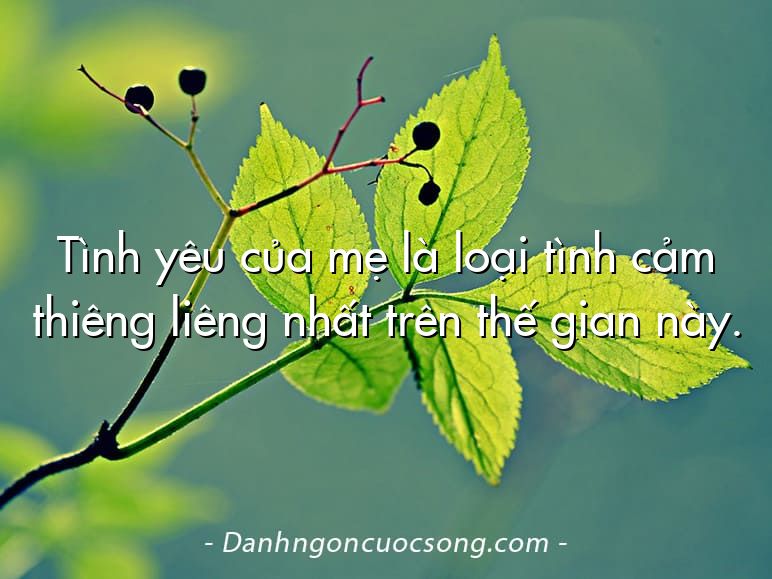Tình yêu của mẹ là loại tình cảm thiêng liêng nhất trên thế gian này.