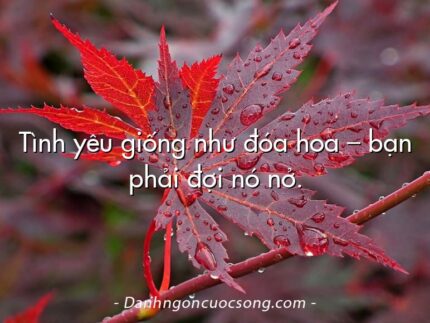 Tình yêu giống như đóa hoa – bạn phải đợi nó nở.