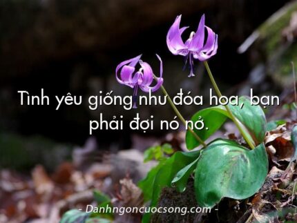 Tình yêu giống như đóa hoa, bạn phải đợi nó nở.