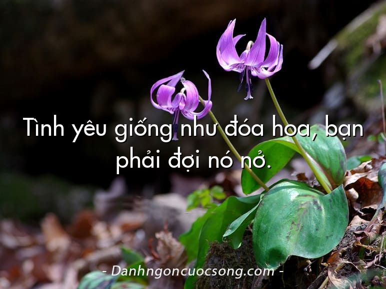 Tình yêu giống như đóa hoa, bạn phải đợi nó nở.
