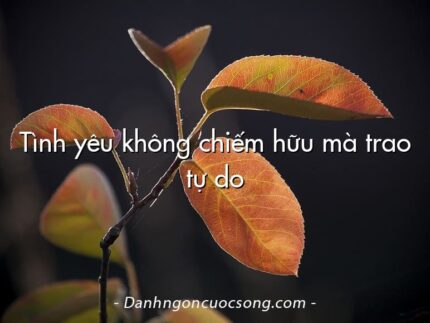 Tình yêu không chiếm hữu mà trao tự do