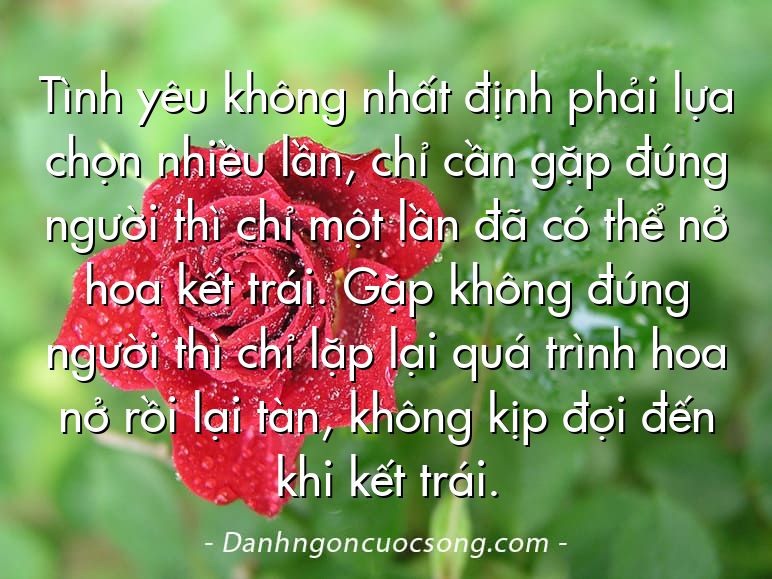 Tình yêu không nhất định phải lựa chọn nhiều lần, chỉ cần gặp đúng người thì chỉ một lần đã có thể nở hoa kết trái. Gặp không đúng người thì chỉ lặp lại quá trình hoa nở rồi lại tàn, không kịp đợi đến khi kết trái.