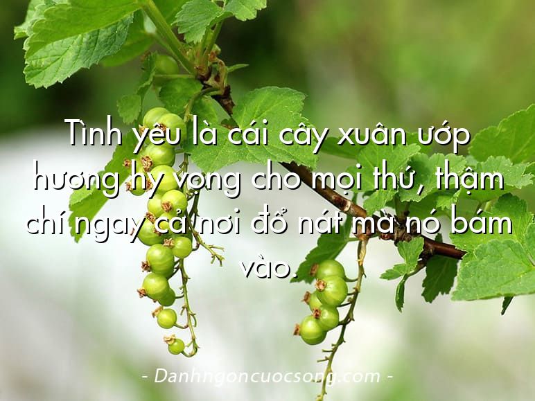 Tình yêu là cái cây xuân ướp hương hy vọng cho mọi thứ, thậm chí ngay cả nơi đổ nát mà nó bám vào.