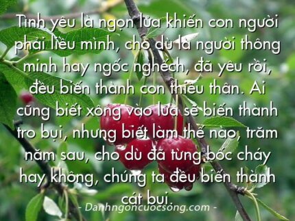 Tình yêu là ngọn lửa khiến con người phải liều mình, cho dù là người thông minh hay ngốc nghếch, đã yêu rồi, đều biến thành con thiêu thân. Ai cũng biết xông vào lửa sẽ biến thành tro bụi, nhưng biết làm thế nào, trăm năm sau, cho dù đã từng bốc cháy hay không, chúng ta đều biến thành cát bụi.