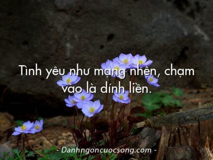 Tình yêu như mạng nhện, chạm vào là dính liền.