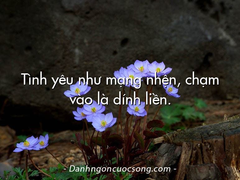 Tình yêu như mạng nhện, chạm vào là dính liền.