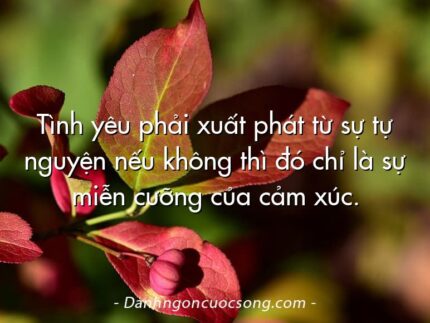 Tình yêu phải xuất phát từ sự tự nguyện nếu không thì đó chỉ là sự miễn cưỡng của cảm xúc.