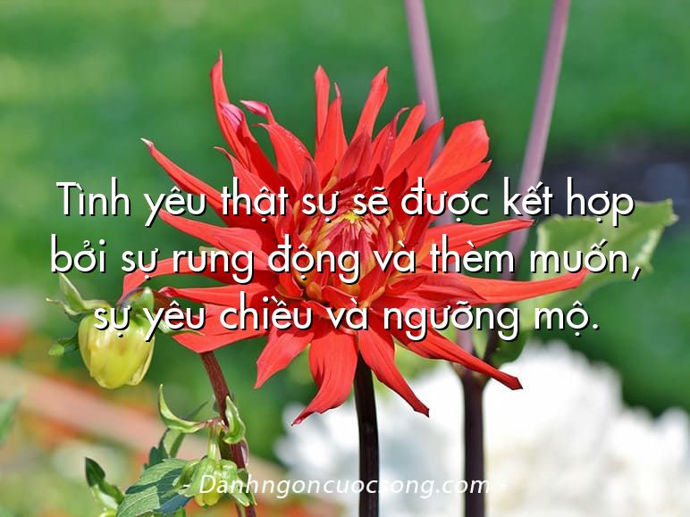 Tình yêu thật sự sẽ được kết hợp bởi sự rung động và thèm muốn, sự yêu chiều và ngưỡng mộ.