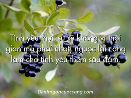 Tình yêu thực sự sẽ không vì thời gian mà phai nhạt, ngược lại càng làm cho tình yêu thêm sâu đậm.
