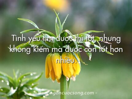 Tình yêu tìm được thì tốt, nhưng không kiếm mà được còn tốt hơn nhiều.