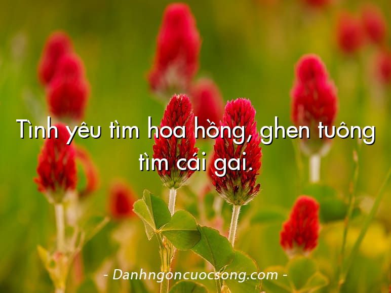 Tình yêu tìm hoa hồng, ghen tuông tìm cái gai.