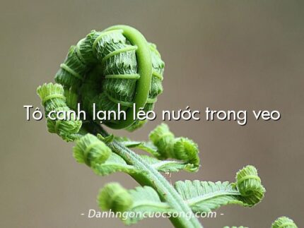 Tô canh lạnh lẽo nước trong veo