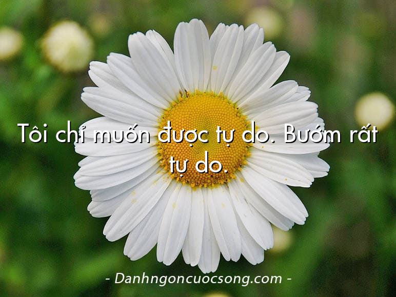 Tôi chỉ muốn được tự do. Bướm rất tự do.