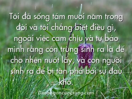 Tôi đã sống tám mươi năm trong đời và tôi chẳng biết điều gì, ngoài việc cam chịu và tự bảo mình rằng côn trùng sinh ra là để cho nhện nuốt lấy, và con người sinh ra để bị tàn phá bởi sự đau khổ.