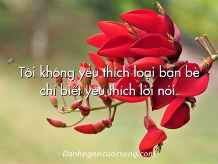 Tôi không yêu thích loại bạn bè chỉ biết yêu thích lời nói.
