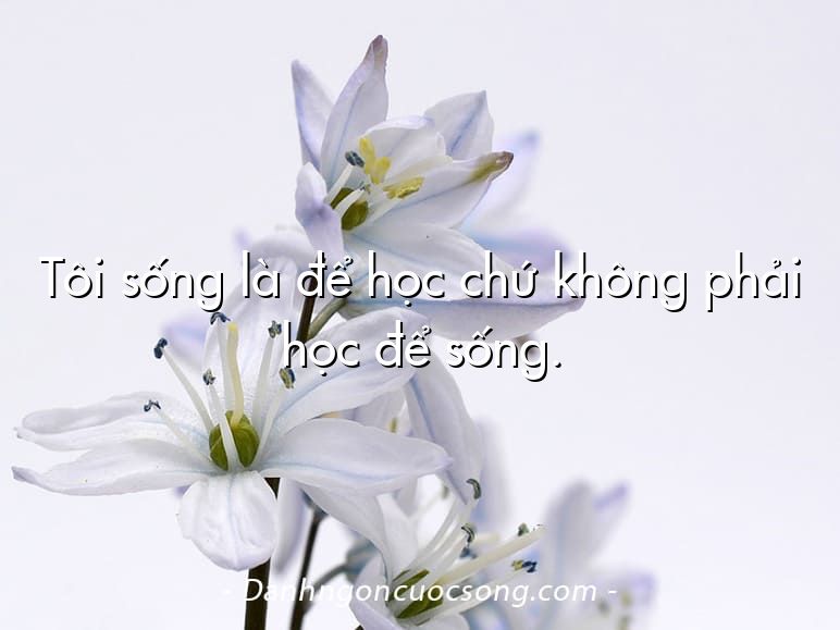 Tôi sống là để học chứ không phải học để sống.