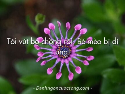Tôi vứt bỏ chồng rồi. Bé mèo bị dị ứng!