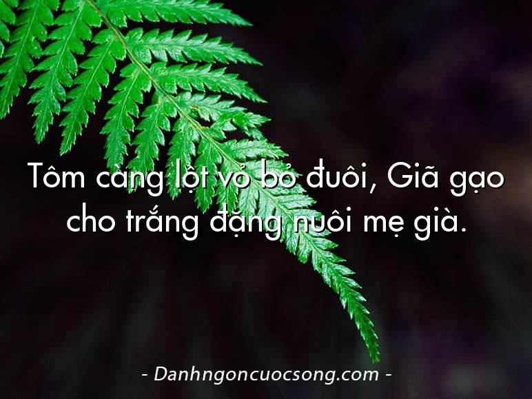 Tôm càng lột vỏ bỏ đuôi, Giã gạo cho trắng đặng nuôi mẹ già.