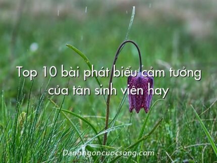 Top 10 bài phát biểu cảm tưởng của tân sinh viên hay