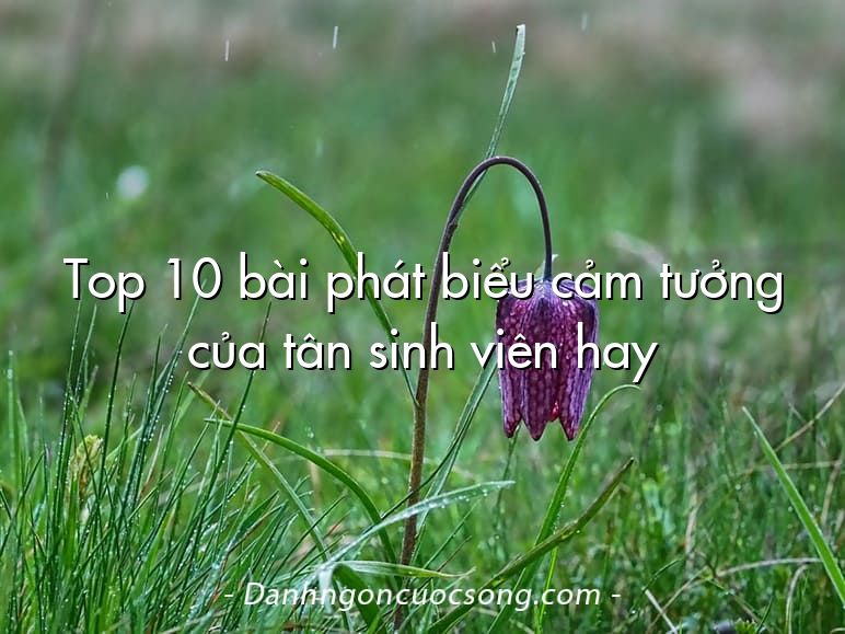 Top 10 bài phát biểu cảm tưởng của tân sinh viên hay