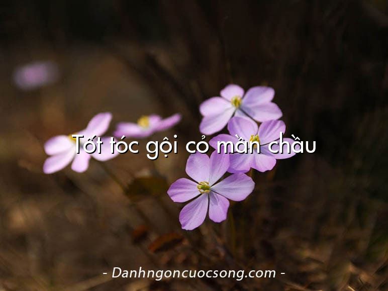 Tốt tóc gội cỏ mần chầu
