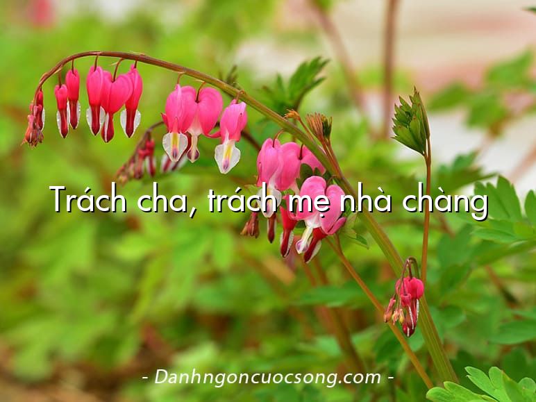 Trách cha, trách mẹ nhà chàng