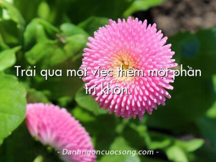 Trải qua một việc thêm một phần trí khôn.