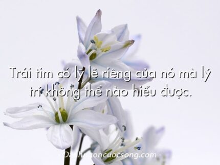 Trái tim có lỹ lẽ riêng của nó mà lý trí không thể nào hiểu được.