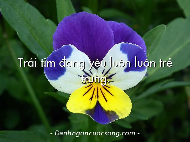 Trái tim đang yêu luôn luôn trẻ trung.