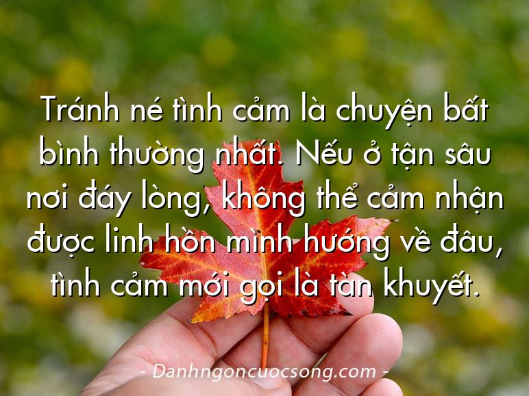 Tránh né tình cảm là chuyện bất bình thường nhất. Nếu ở tận sâu nơi đáy lòng, không thể cảm nhận được linh hồn mình hướng về đâu, tình cảm mới gọi là tàn khuyết.