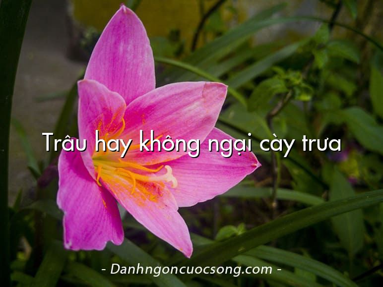 Trâu hay không ngại cày trưa