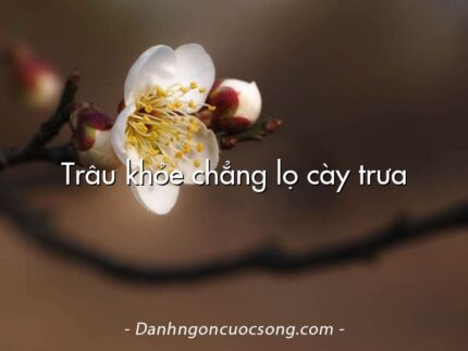 Trâu khỏe chẳng lọ cày trưa