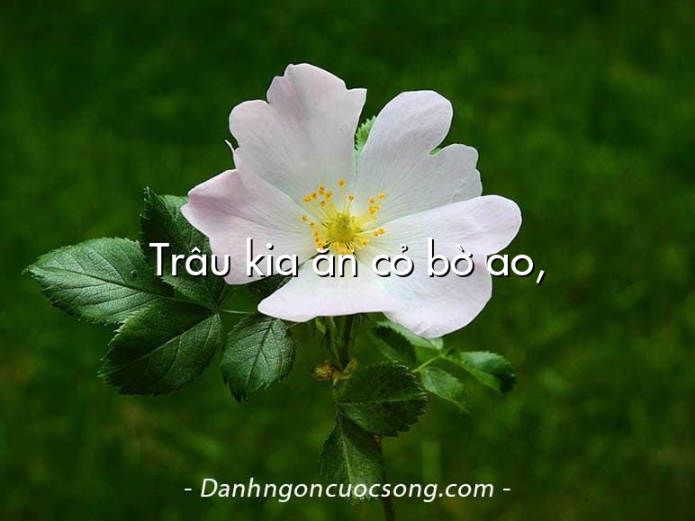 Trâu kia ăn cỏ bờ ao,