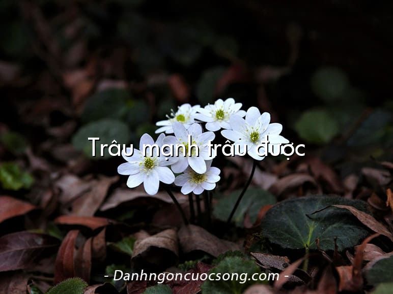 Trâu mạnh trâu được