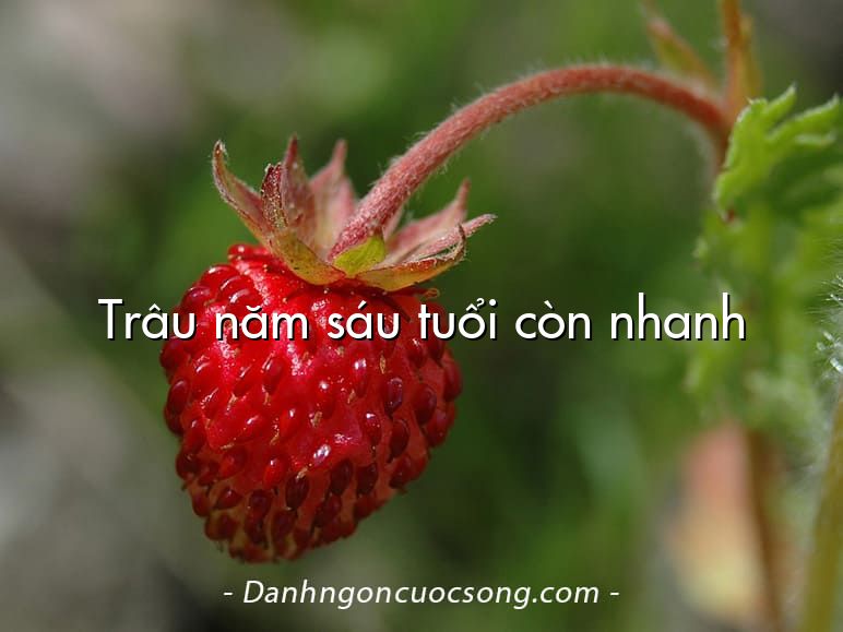 Trâu năm sáu tuổi còn nhanh