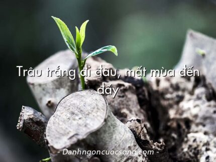 Trâu trắng đi đâu, mất mùa đến đấy
