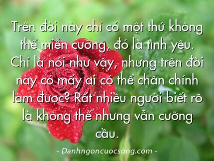 Trên đời này chỉ có một thứ không thể miễn cưỡng, đó là tình yêu. Chỉ là nói như vậy, nhưng trên đời này có mấy ai có thể chân chính làm được? Rất nhiều người biết rõ là không thể nhưng vẫn cưỡng cầu.
