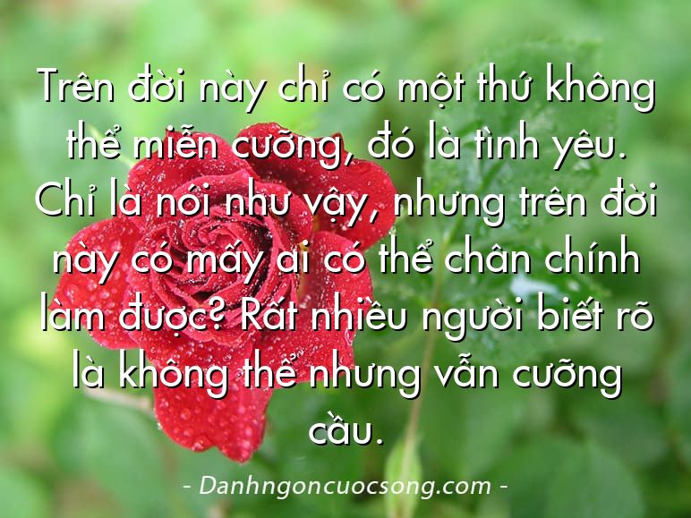 Trên đời này chỉ có một thứ không thể miễn cưỡng, đó là tình yêu. Chỉ là nói như vậy, nhưng trên đời này có mấy ai có thể chân chính làm được? Rất nhiều người biết rõ là không thể nhưng vẫn cưỡng cầu.
