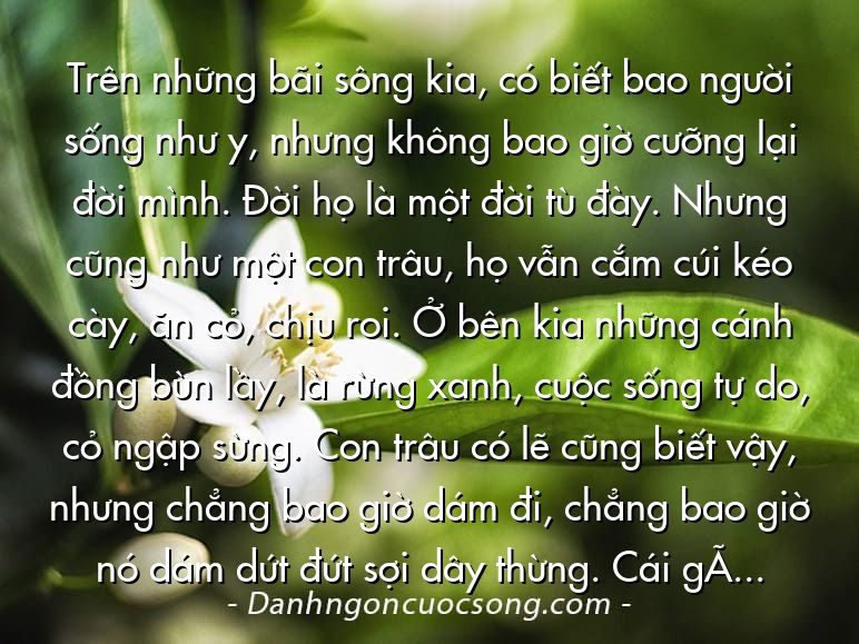 Trên những bãi sông kia, có biết bao người sống như y, nhưng không bao giờ cưỡng lại đời mình. Đời họ là một đời tù đày. Nhưng cũng như một con trâu, họ vẫn cắm cúi kéo cày, ăn cỏ, chịu roi. Ở bên kia những cánh đồng bùn lầy, là rừng xanh, cuộc sống tự do, cỏ ngập sừng. Con trâu có lẽ cũng biết vậy, nhưng chẳng bao giờ dám đi, chẳng bao giờ nó dám dứt đứt sợi dây thừng. Cái gì giữ con trâu lại đồng bằng và ngăn người ta đến một cuộc đời rộng rãi hơn, đẹp đẽ hơn? Ấy là thói quen, lòng sợ hãi sự đổi thay, sợ hãi những cái gì chưa tới. Ấy thế mà trên đời này lại chẳng có cái gì tới hai lần. Sống tức là thay đổi.